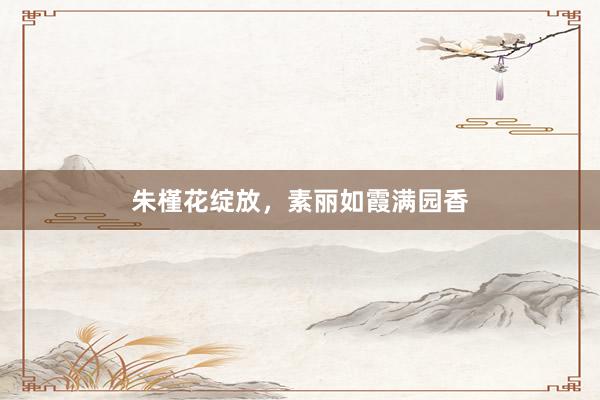 朱槿花绽放，素丽如霞满园香