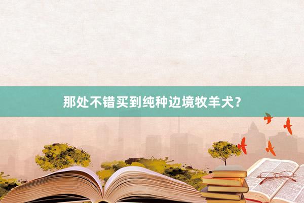那处不错买到纯种边境牧羊犬？